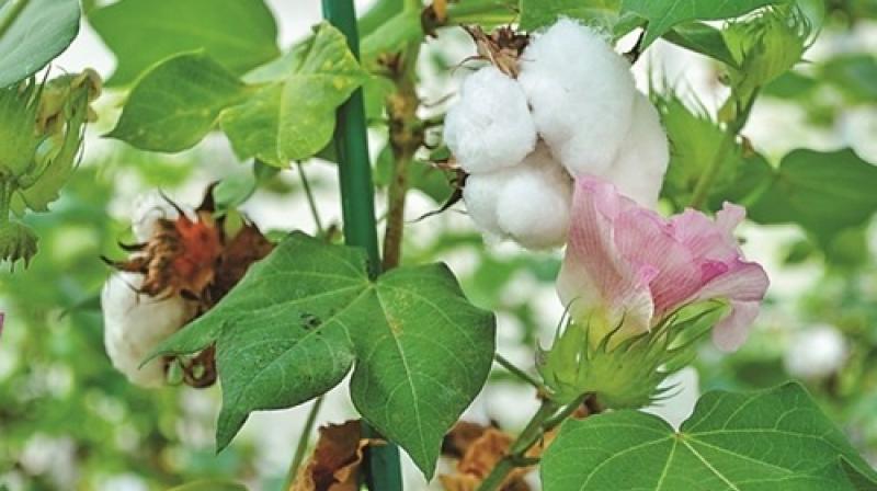 Director Agriculture and Farmers Welfare Department Punjab has appealed to the soft cultivation farmers of the state Director Agriculture and Farmers Welfare Department Punjab has appealed to the soft cultivation farmers of the state