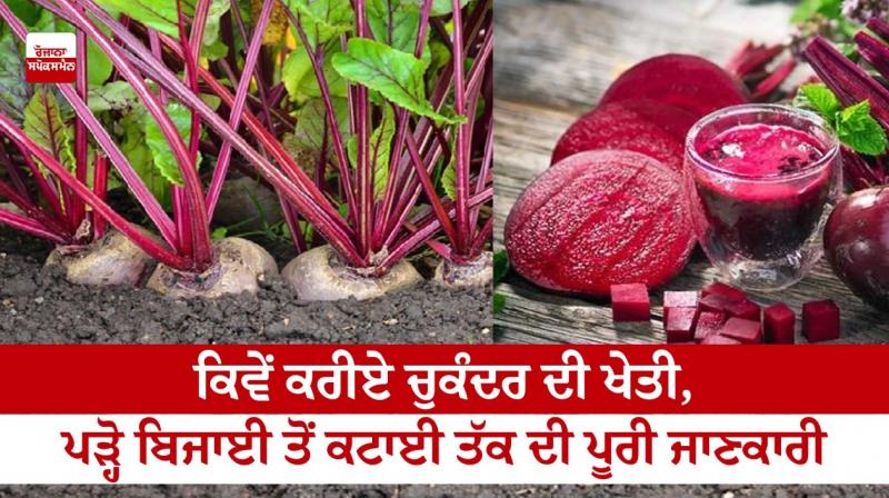 How to grow sugar beet How to grow sugar beet