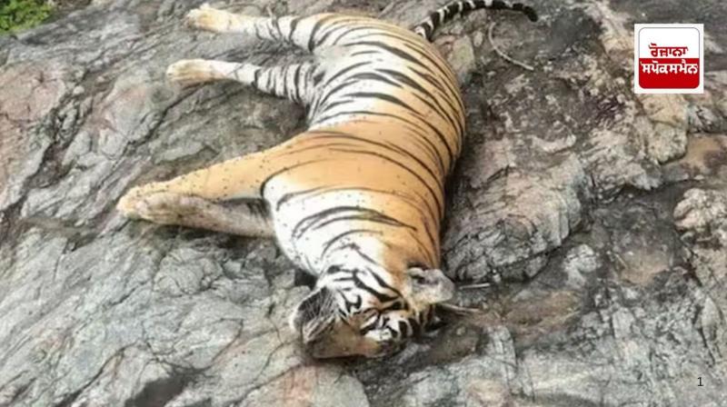 Karnataka : Two accused arrested for poisoning lioness and her four cubs Karnataka : Two accused arrested for poisoning lioness and her four cubs