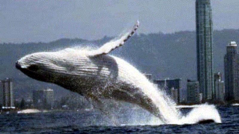 white humpback whale