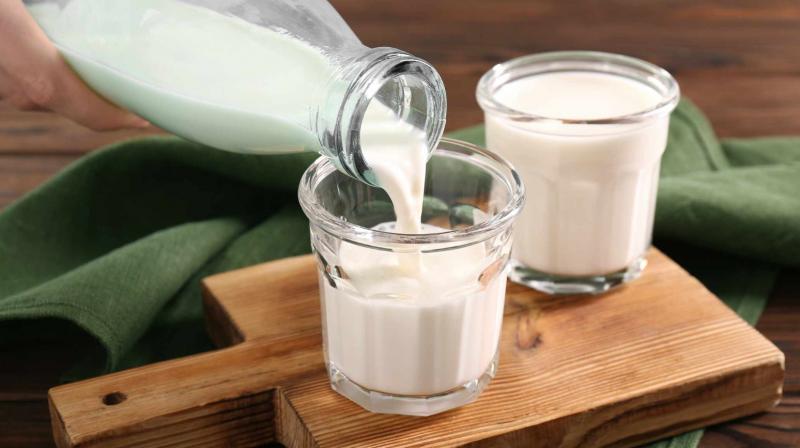 Cow's milk or buffalo's milk Health News in punjabi 