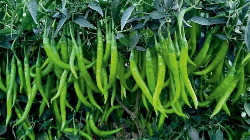 chilli chilli