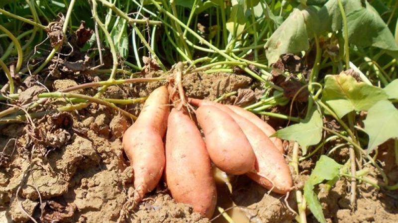 Sweet Potato Farming