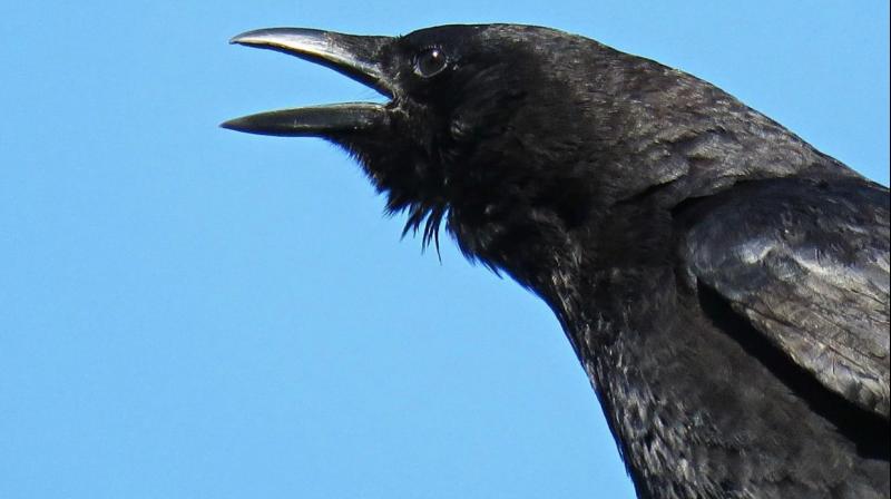 Poetic irony: Why the 'crow-crow' of crows? Poetic irony: Why the 'crow-crow' of crows?