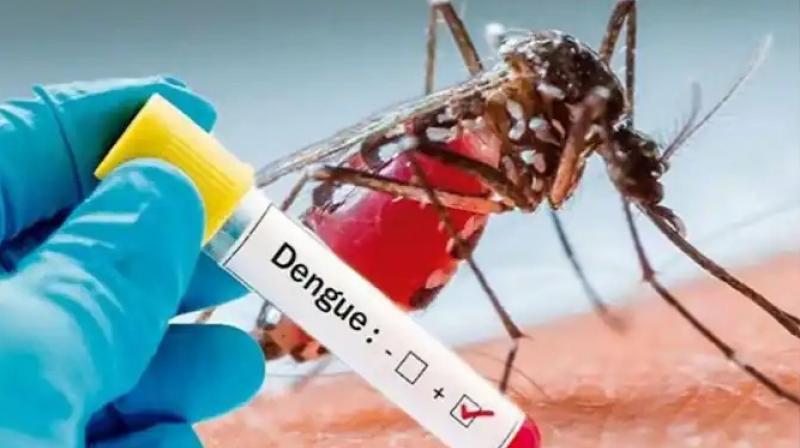 'Dengue' patients continue to come in Ludhiana
