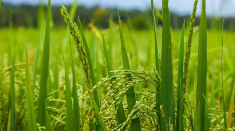 Paddy field