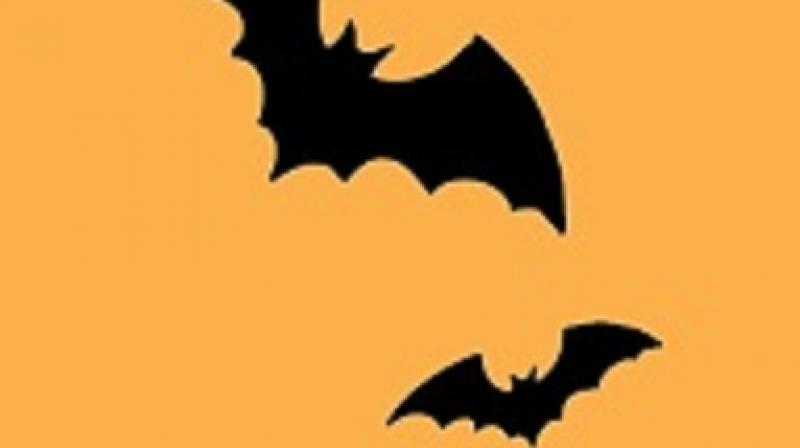 Bats Bats