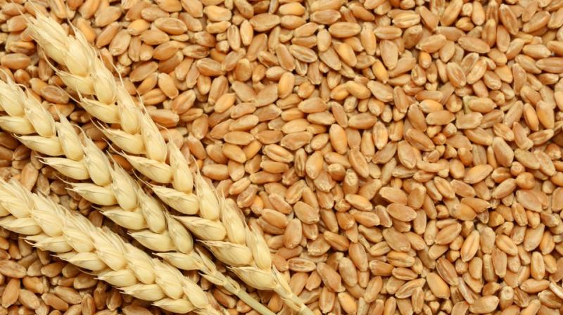 Wheat Wheat