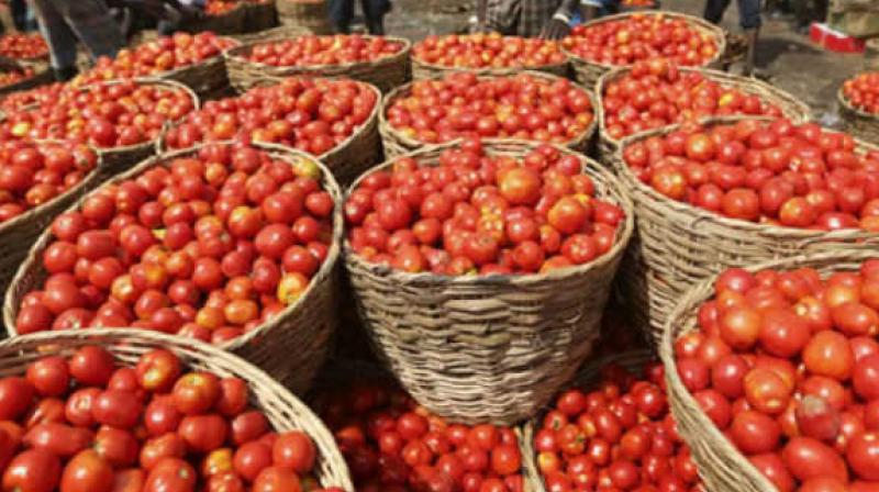 Tomato Tomato