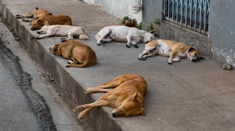Stray dogs Stray dogs