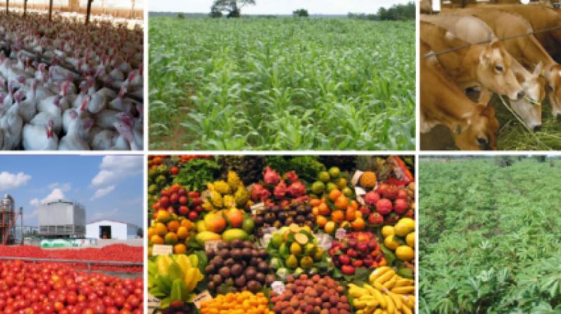Agriculture Agriculture