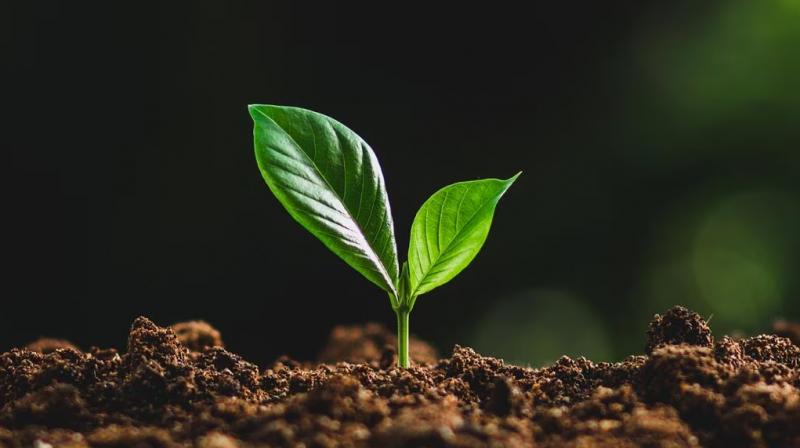 Agriculture Agriculture