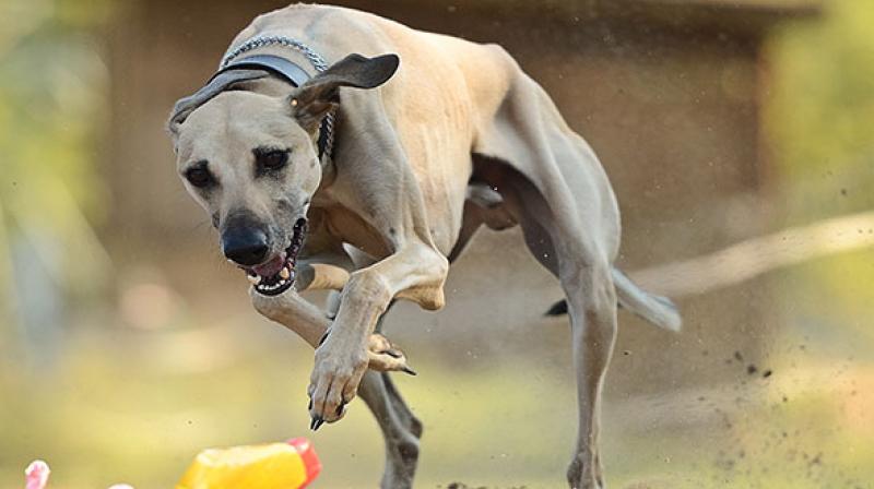 Rampur Hound