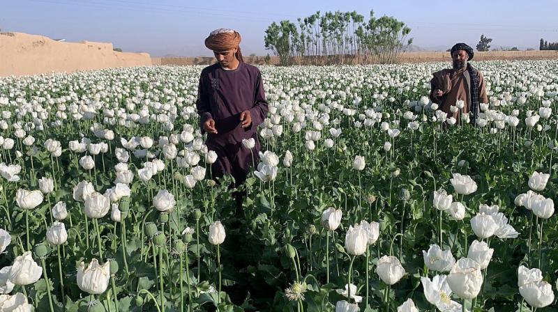 Afghanistan drugs ban Afghanistan drugs ban