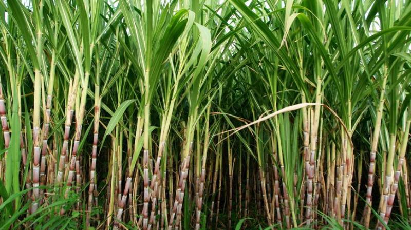 Sugarcane Sugarcane