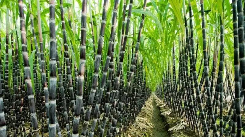 sugarcane sugarcane