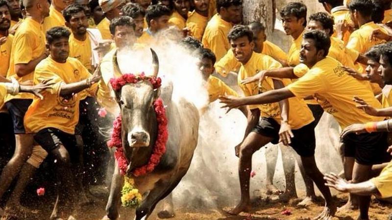 Jallikattu : File Photo.