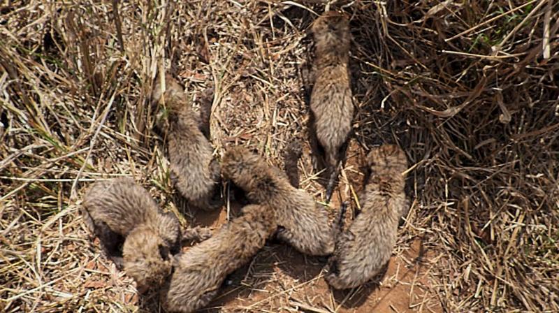 Sheopur: Six cubs of African cheetah 'Gamini' at the Kuno National Park, in Sheopur district, Madhya Pradesh. (PTI Photo) Sheopur: Six cubs of African cheetah 'Gamini' at the Kuno National Park, in Sheopur district, Madhya Pradesh. (PTI Photo)