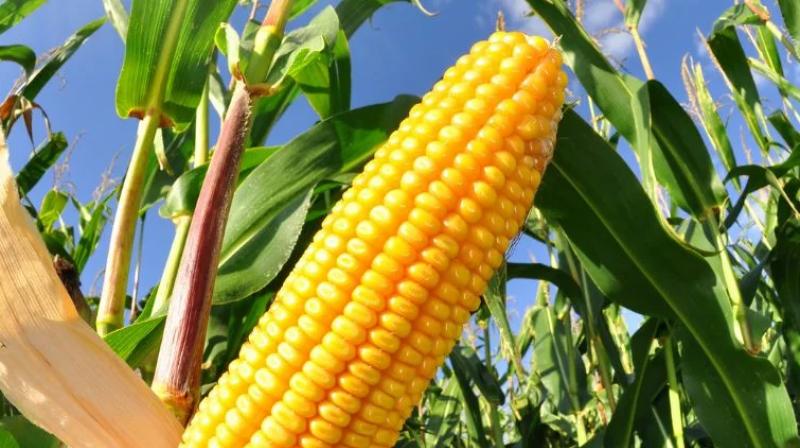 Maize. Maize.