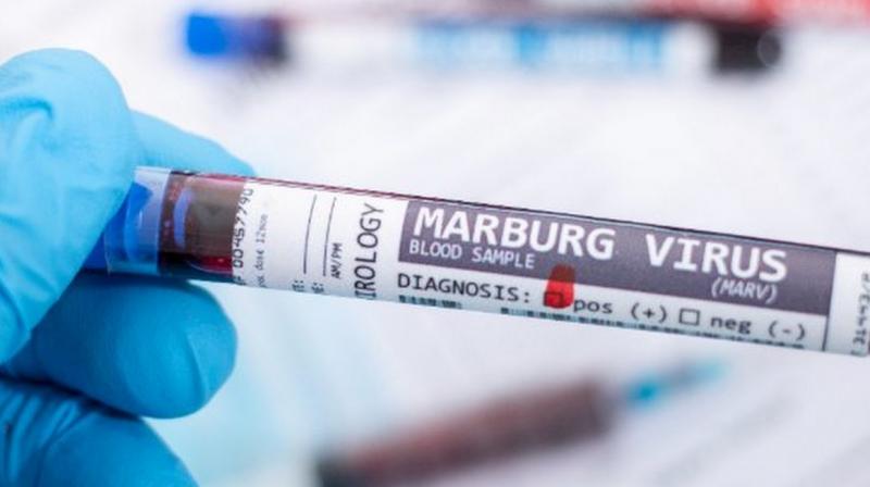 Marburg virus Marburg virus