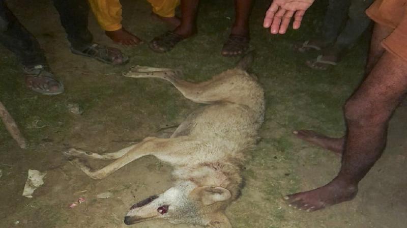 Man-eating wolf killed by the villagers. Man-eating wolf killed by the villagers.