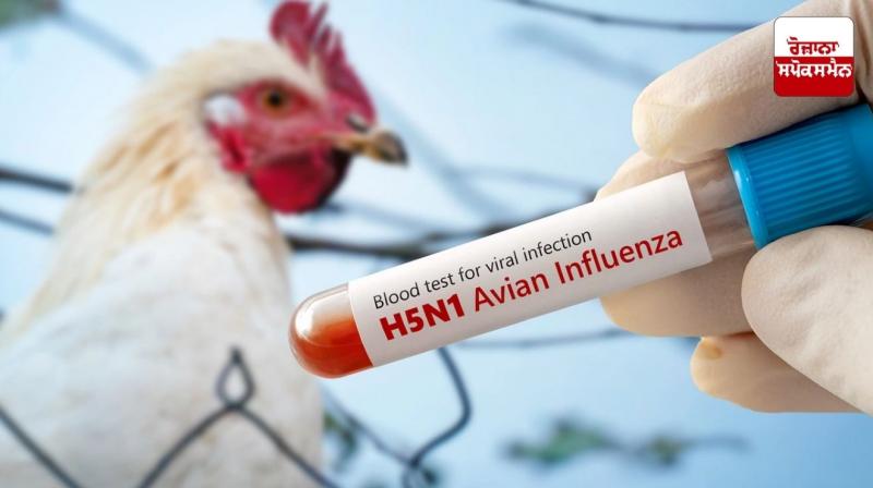 Chicken eaters beware! Center issues bird flu alert in 9 states including Punjab news in Punjabi Chicken eaters beware! Center issues bird flu alert in 9 states including Punjab news in Punjabi