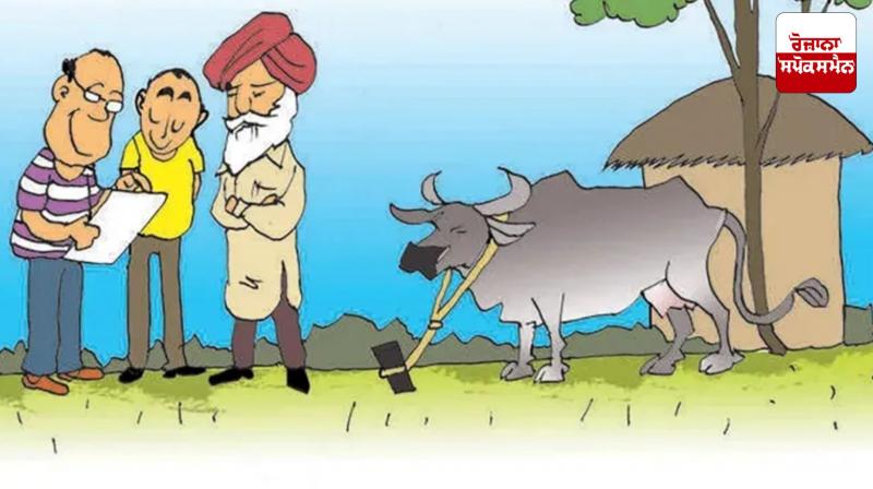 Buffalo population has decreased in Punjab, reveals report Latest News in Punjabi Buffalo population has decreased in Punjab, reveals report Latest News in Punjabi