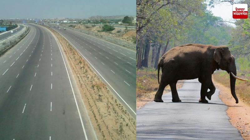 Punjab approves first wildlife corridor in Zirakpur Bypass project Latest News in Punjabi Punjab approves first wildlife corridor in Zirakpur Bypass project Latest News in Punjabi