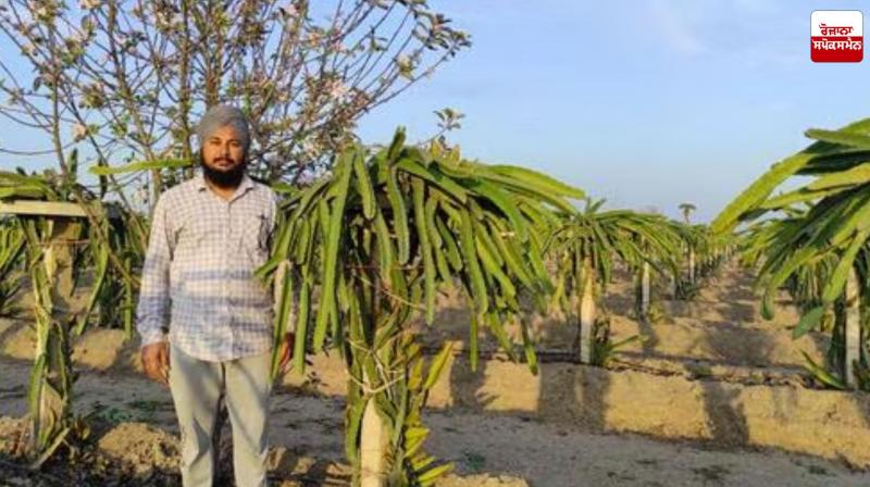 Now the Trend of Growing Dragon Fruit is Increasing in Punjab Now the Trend of Growing Dragon Fruit is Increasing in Punjab