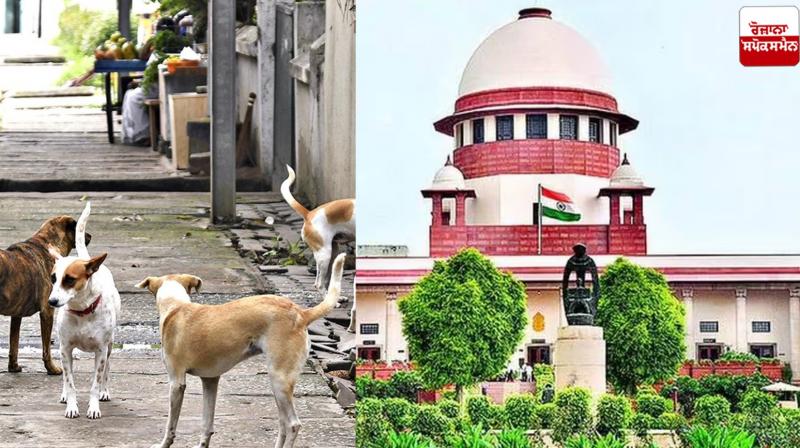 Supreme Court Delivers Verdict on Stray Dog Issue Latest News in Punjabi Supreme Court Delivers Verdict on Stray Dog Issue Latest News in Punjabi