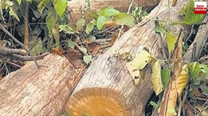 Fine of Up to Rs 10,000 Per Tree to be Imposed for Cutting Trees in Punjab Latest News in Punjabi Fine of Up to Rs 10,000 Per Tree to be Imposed for Cutting Trees in Punjab Latest News in Punjabi