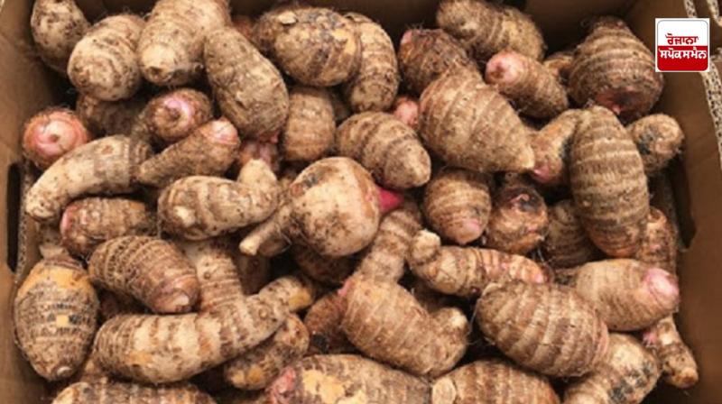 'Arbi' is a boon for heart and diabetes patients 'Arbi' is a boon for heart and diabetes patients