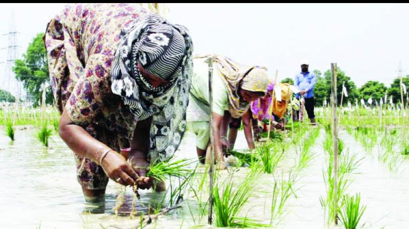 Paddy Transplantation Paddy Transplantation