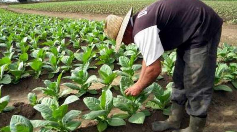Tobacco Tobacco