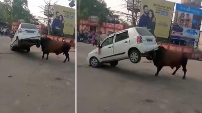 Viral Video of Bull