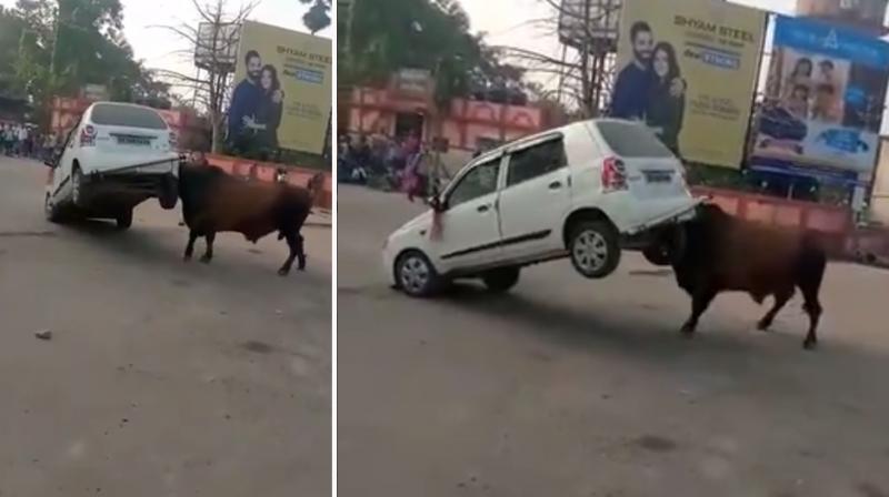 Viral Video of Bull Viral Video of Bull