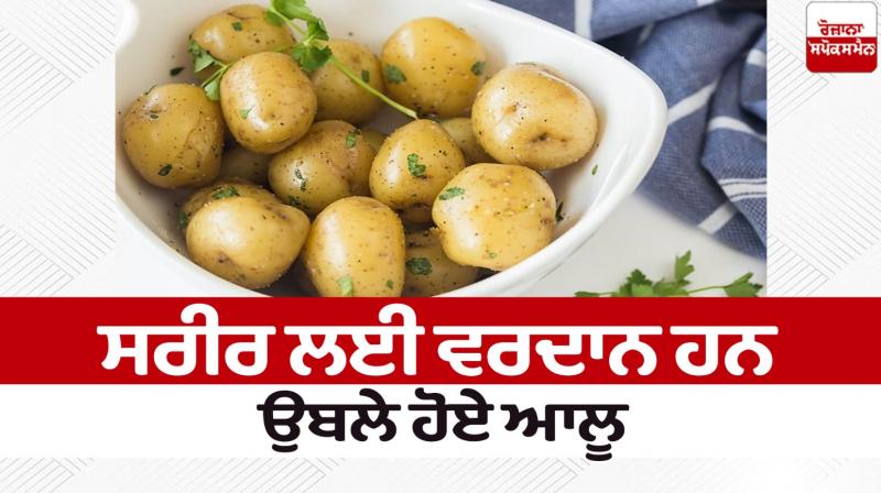 Boiled potatoes are boon for the body Health News in punjabi 