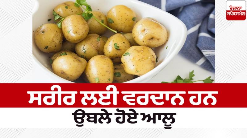 Boiled potatoes are boon for the body Health News in punjabi Boiled potatoes are boon for the body Health News in punjabi