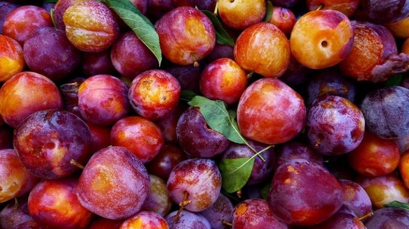 Plum Cultivation Plum Cultivation