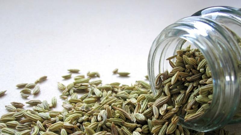 Fennel Fennel