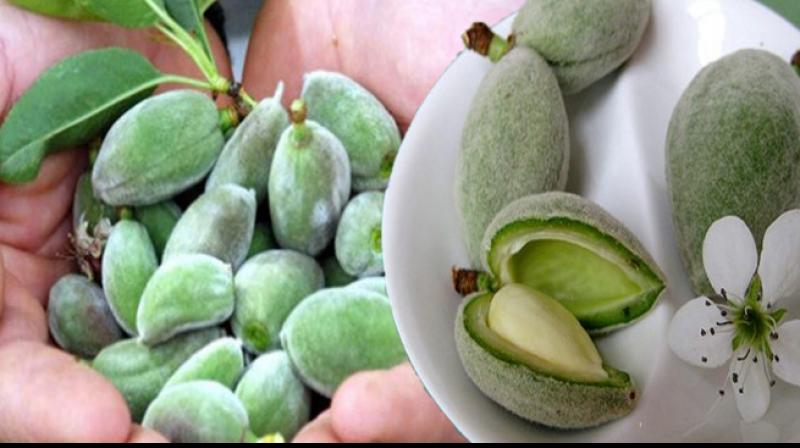 Green almonds helps in weight loss