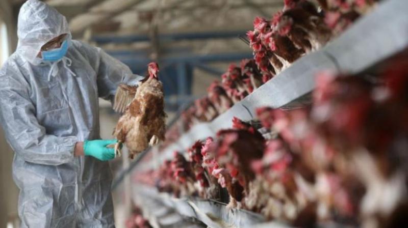 Bird Flu Spreading to Humans Vietnam News Bird Flu Spreading to Humans Vietnam News