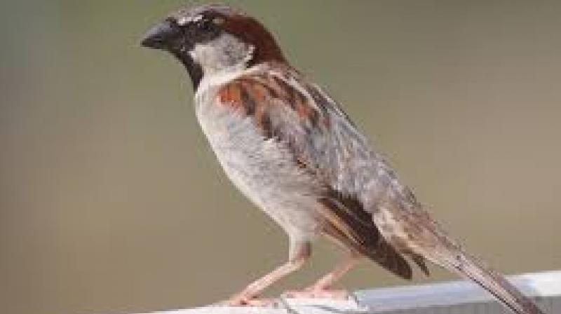 sparrow