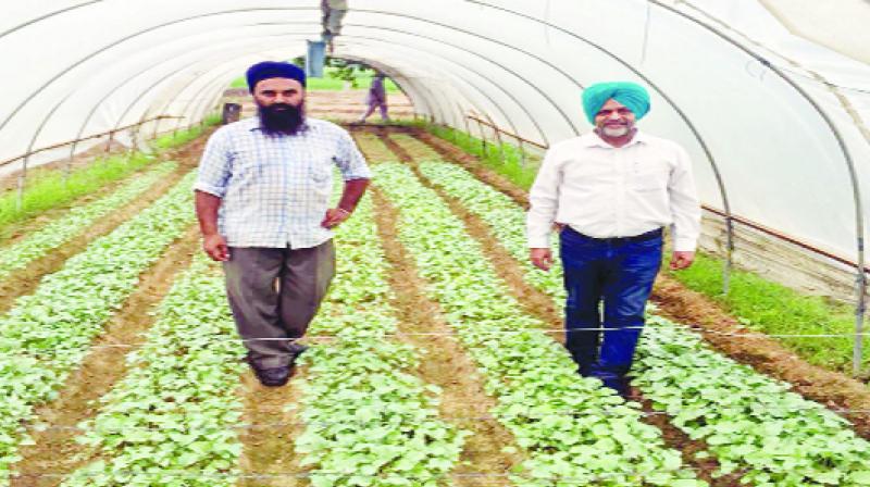 Farmer Malkit Singh of Jhande Majra Farmer Malkit Singh of Jhande Majra
