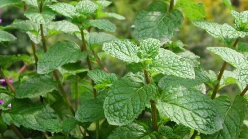 Cultivation of mint is making the farmers of Punjab prosperous Cultivation of mint is making the farmers of Punjab prosperous