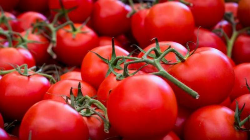 Tomato Tomato