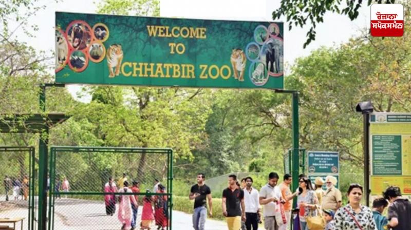 Two baby tigers become part of Chhatbir Zoo Latest News in Punjabi Two baby tigers become part of Chhatbir Zoo Latest News in Punjabi