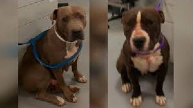 pitbull dog woman assault pitbull dog woman assault