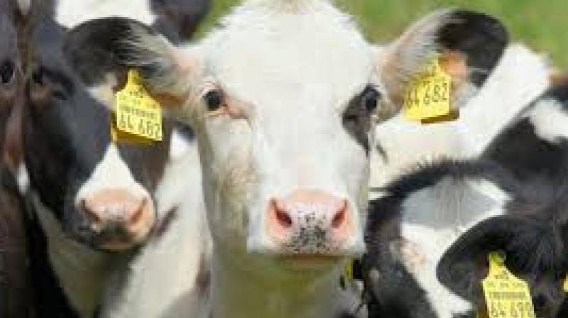 After Humans Animal get Unique Identity Number After Humans Animal get Unique Identity Number