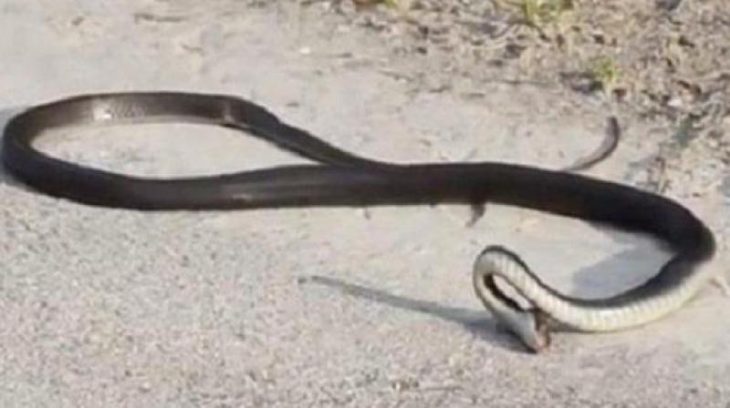 snake snake